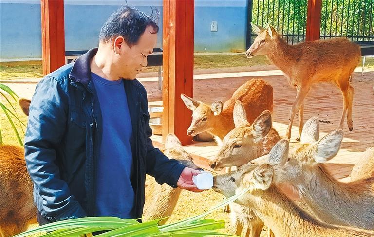 质量发展产业调研】林下生金冰球突破豪华版app【高(图3)